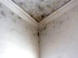 Environmental Consulting for Mold Prevention in Mission Viejo, CA