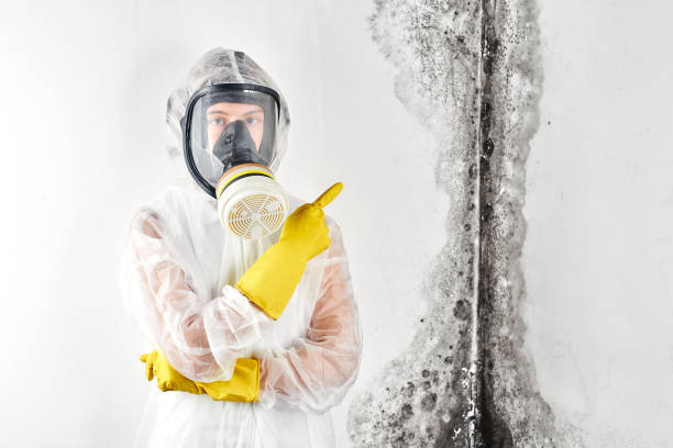 Trusted Mission Viejo, CA Mold Inspection Experts