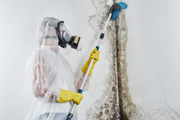 Why You Should Choose Our Mold Remediation Services in Mission Viejo, CA